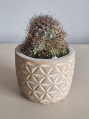 Dekoratif Beton Saksıda  4 Adet Sukulent Set 1
