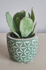 Dekoratif Beton Saksıda  4 Adet Sukulent Set 1