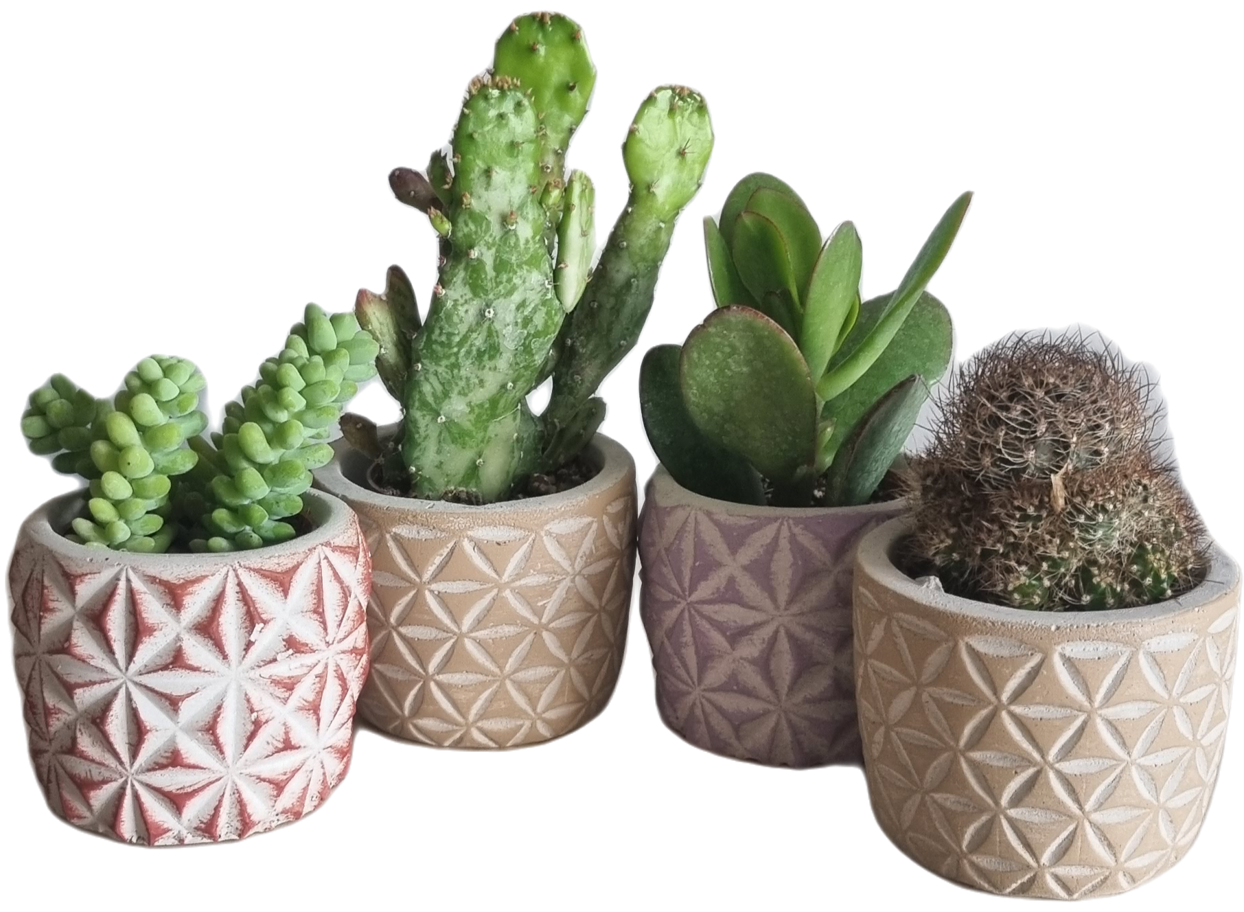 Dekoratif Beton Saksıda  4 Adet Sukulent Set 1