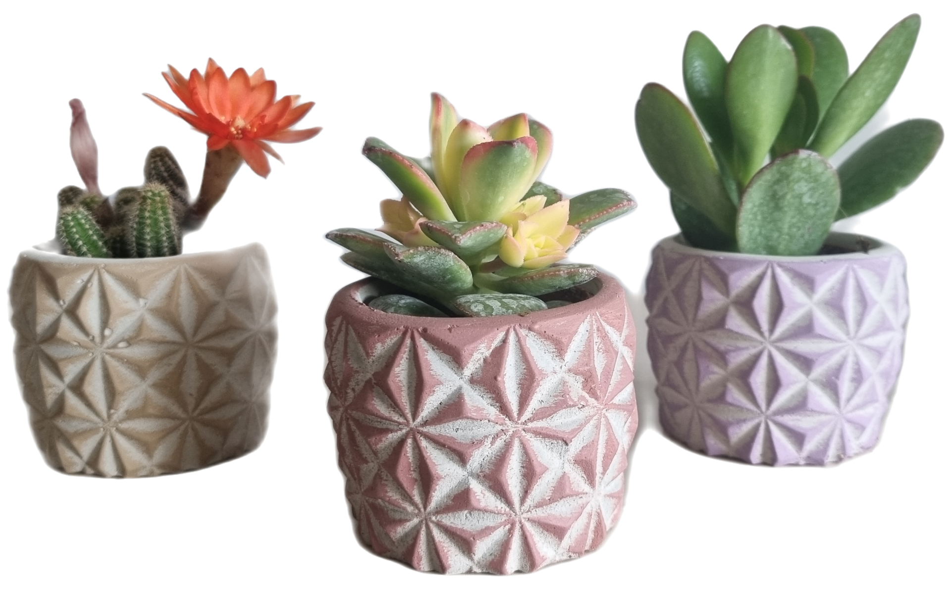 Dekoratif Beton Saksıda  3 Adet Sukulent Set 1