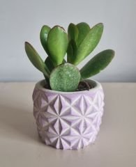 Dekoratif Beton Saksıda  3 Adet Sukulent Set 1