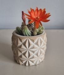 Dekoratif Beton Saksıda  3 Adet Sukulent Set 1